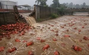 Almost 3,000 LPG Cylinders Swept Away